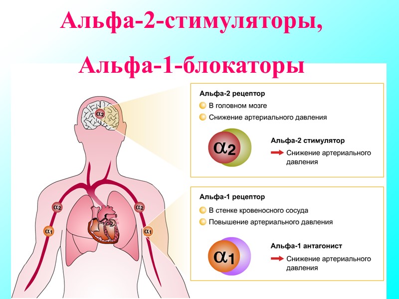 Альфа-2-стимуляторы, Альфа-1-блокаторы Альфа-2-стимуляторы, Альфа-1-блокаторы